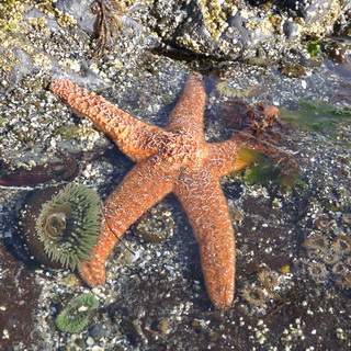 Pacific Rim NP - Wickaninnish Beach - Starfish